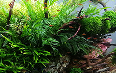 daytime matrix LED für Süßwasseraquarien