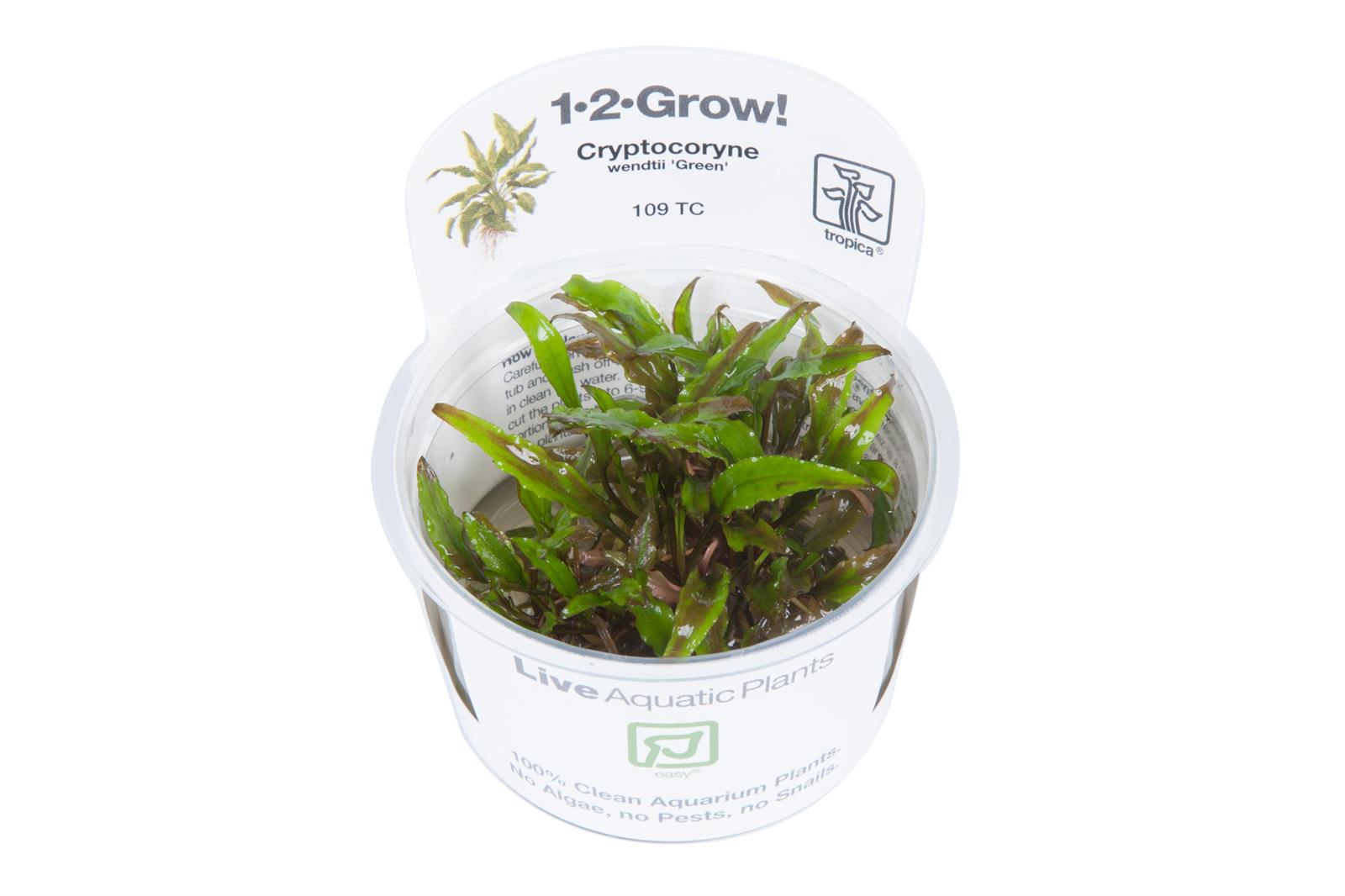 Cryptocoryne wendtii green 1-2-Grow!