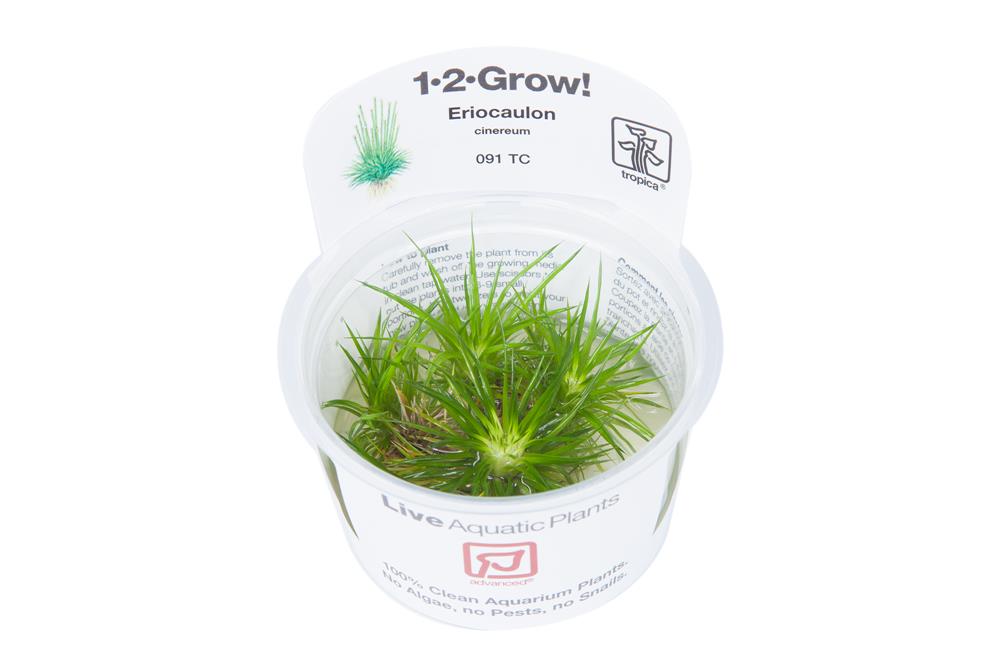 Eriocaulon cinereum 1-2-Grow!