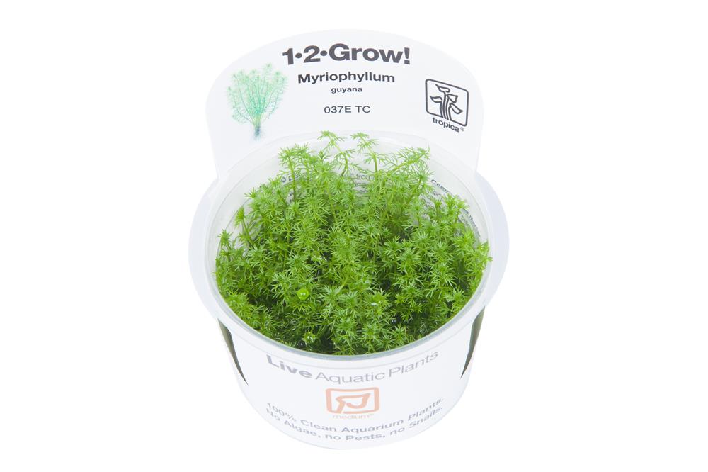 Myriophyllum Guyana 1-2-Grow!