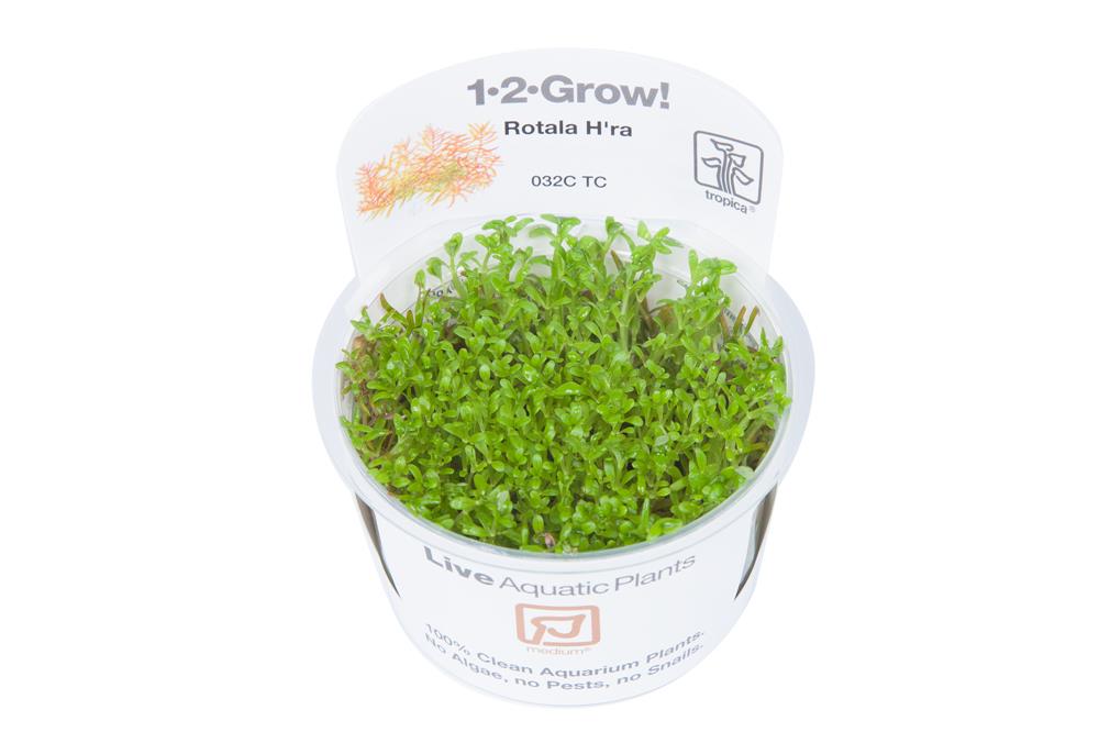 Rotala sp. Vietnam H´ra 1-2-Grow!