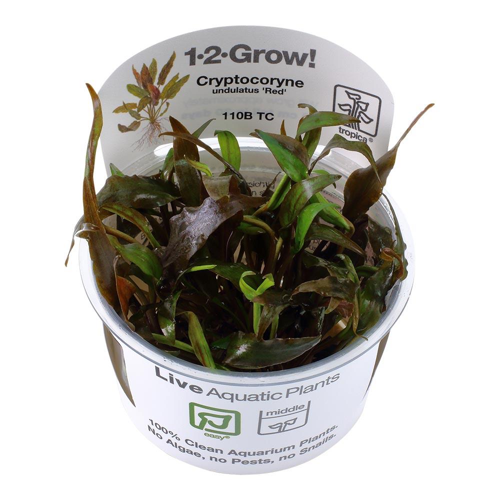 Cryptocoryne undulatus Red 1-2-Grow!